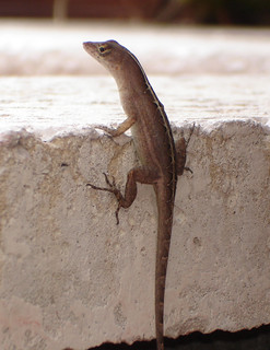 Lizard