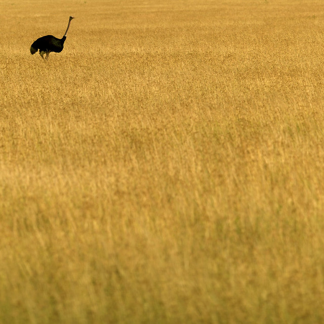 Ostrich in savannah - Kenya