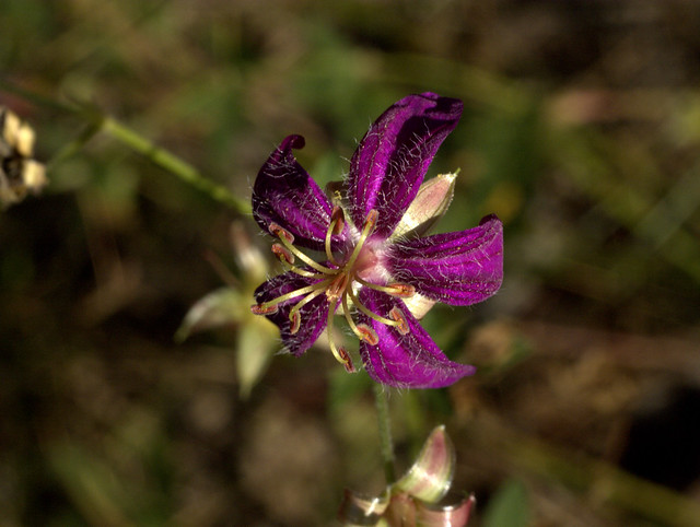 Flower, Walnut Creek, Pinetop, Arizona