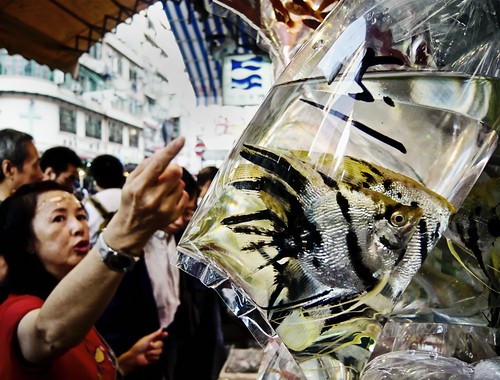 china woman fish bag lumix hongkong asia market hong kong plastic clear lucent