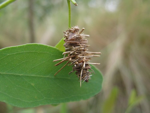 Case moth | by John Tann
