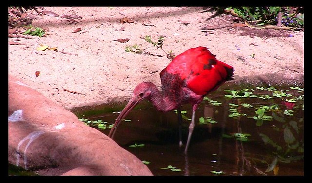 Brasilien-Iguassu-Parque das Aves, Roter Ibis stapft durchs Gewässer - 4