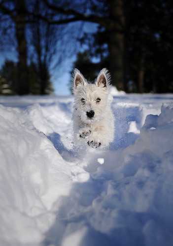 dog snow puppy md snowstorm westie maryland terrier westhighlandwhiteterrier blizzard towson