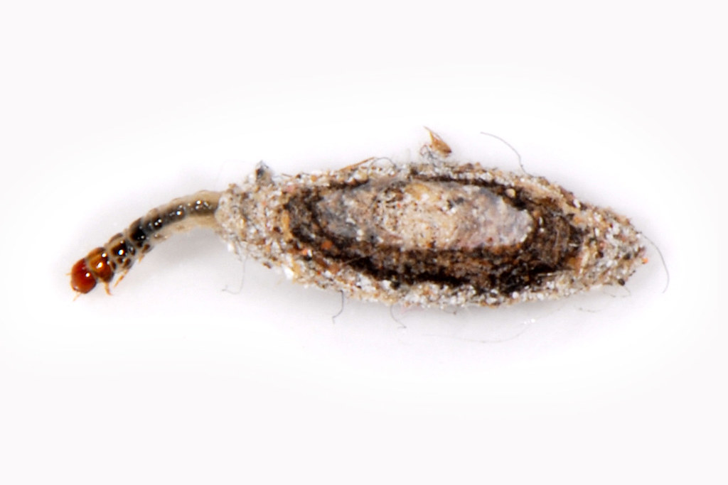 Tinea pellionella (Linnaeus 1758) - casemaking clothes moth (larva) - a ...