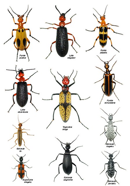 blister beetles