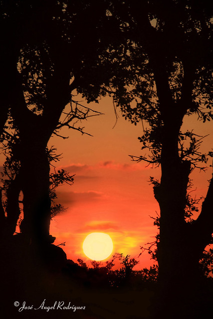 SOL ATRAPADO ENTRE LOS ÁRBOLES /  SUN TRAPPED BETWEEN THE TREES