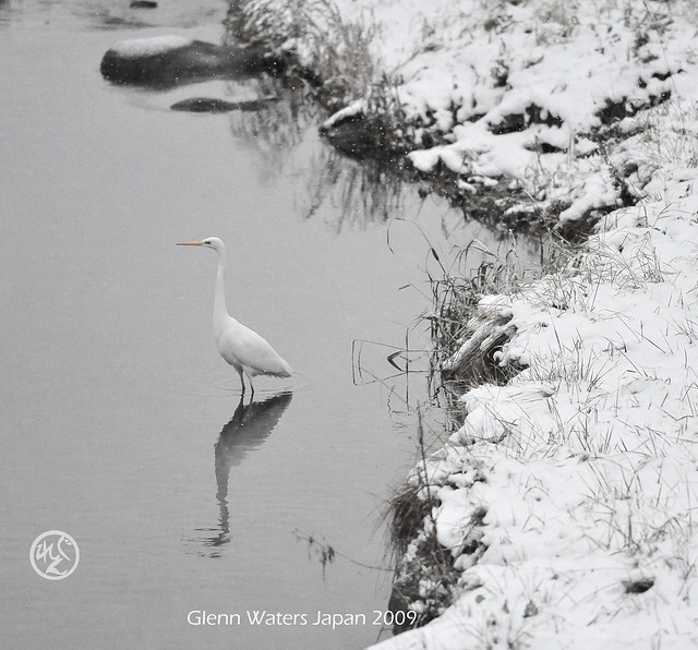 Tsuru (Crane or is it a Heron?) © Glenn E Waters. Japan. Over 10,000 visits to this photo.