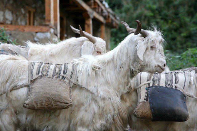 Working Sheep and Goats Tibetan Salt Train Karnali River Gorge Far Western Nepal Asia