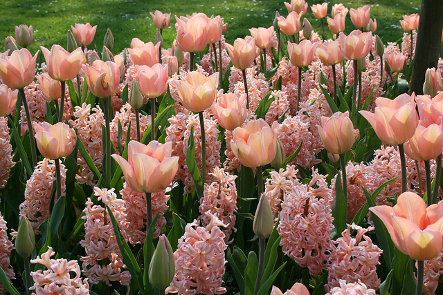 Isn't this mix of pink tulips and hyacinths just beautiful?