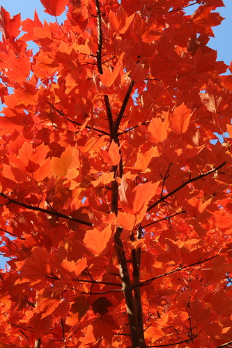 Colorful Maple Branch | by larsongarden