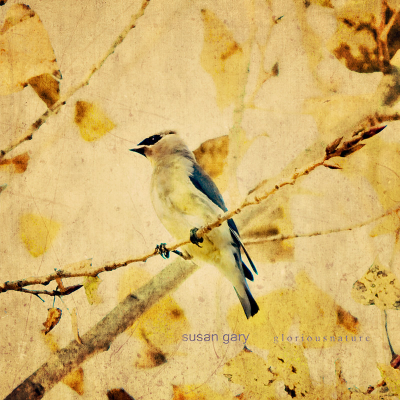 Waxwing in Gold by *GloriousNature*bySusanGaryPhotography