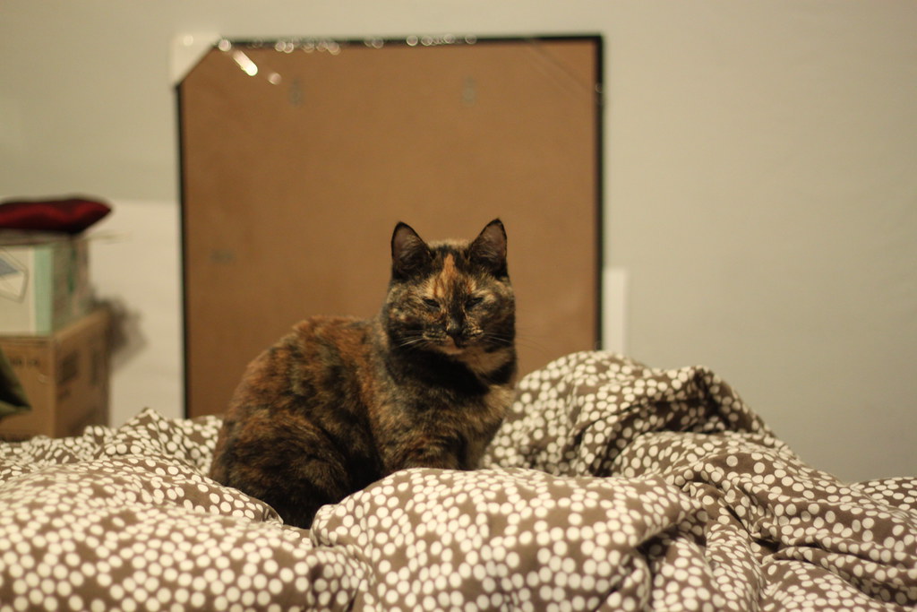 Warm kitty, soft kitty, little ball of fur. Happy kitty, s… | Flickr