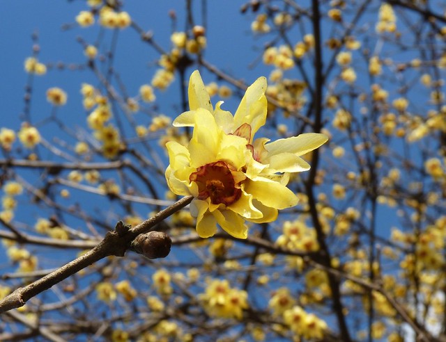 Spring is coming . . . (Chimonanthus praecox-Wintersweet)