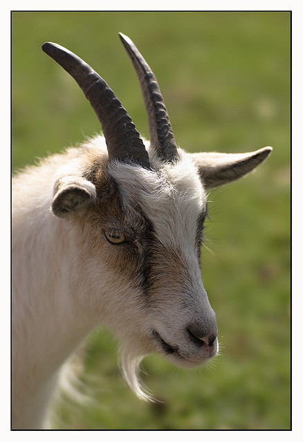 Spring goat