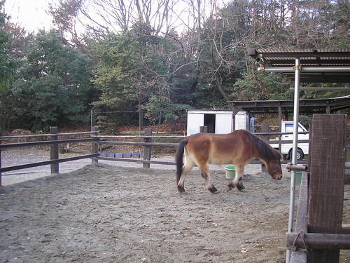 Kiso Horse