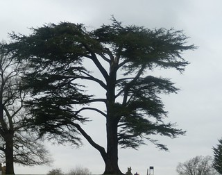 Large Cedar On the golf-course stretch, Welwyn Circular