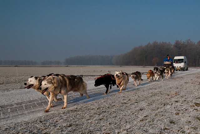 Shageluk Siberian Husky Racing Team on a cold but beautiful february morning