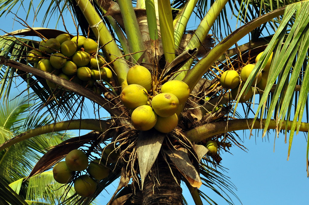 India - Goa - Palolem Beach - Coconut Tree - 208