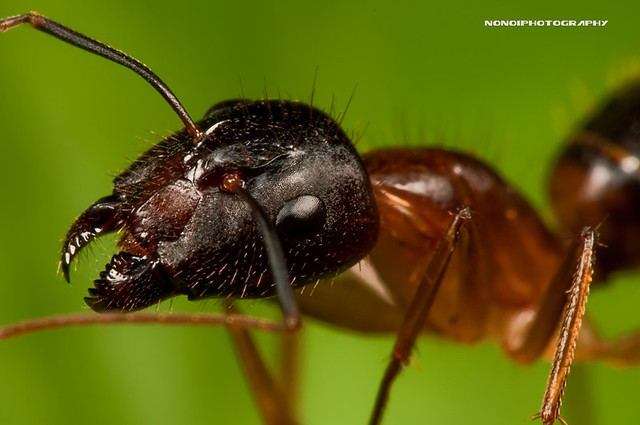 soldier ant ii