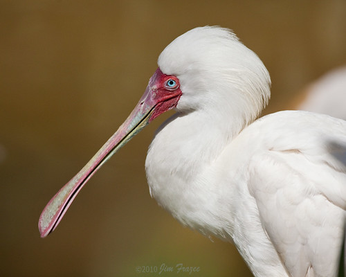 African Spoonbill by Jim Frazee