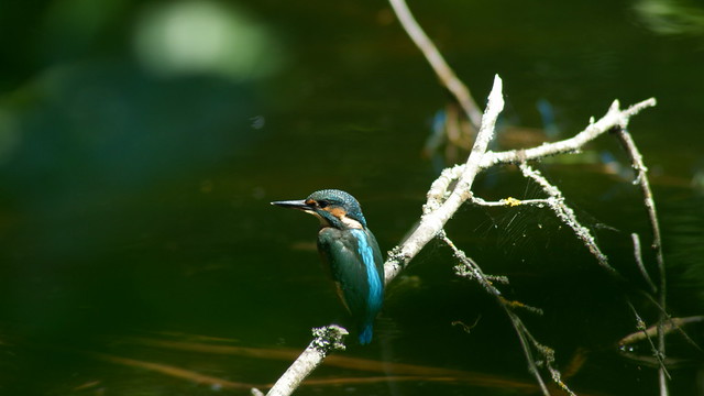 Juvenile kingfisher