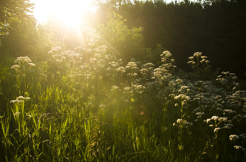 flowers summer sunlight field grass wisconsin flora ray pentax k01