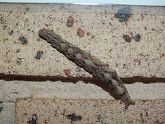 Erebidae>Dasypodia Old Lady Moth Caterpillar DSCF2093