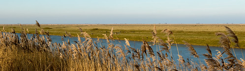 dutch nature panorama ©betakarel 2017 oostvaardersplassen blue water yellow grass grey sky horizontallines