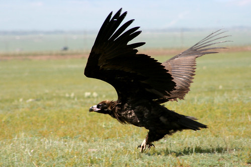 Cinereous Vulture | Erdene-Ochir | Flickr