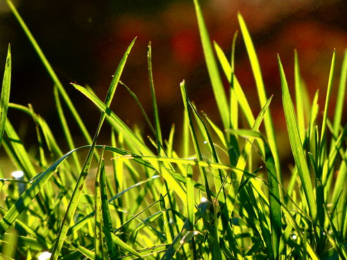 Pastoral by K.G.Hawes, green grass bokeh lawn creative commons cc creativecommons