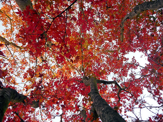 Autumn Leaves, Japanese Maple, yard 1