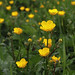 Flickr photo 'Ranunculus repens' by: Jörg Hempel.