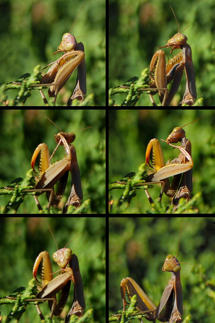 Mantis cleaning itself