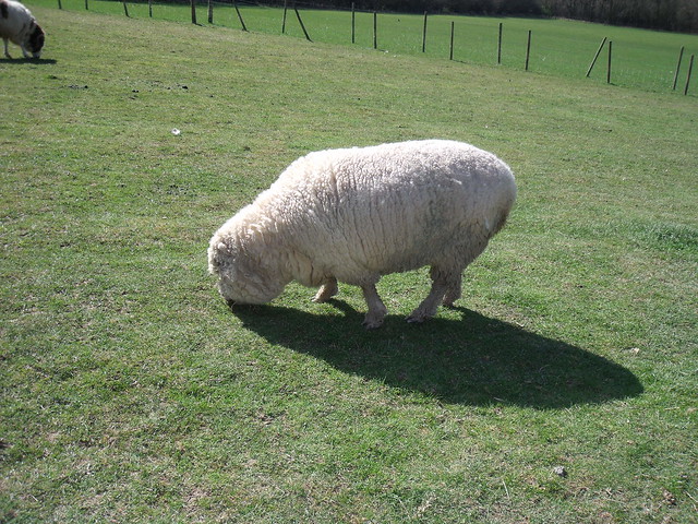 Stock~Sheep