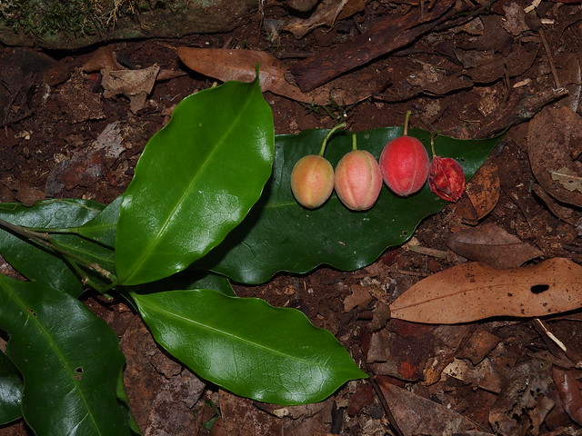 Fontainea australis Fruit