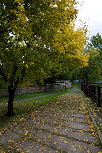 tree fall leaves yellow 365