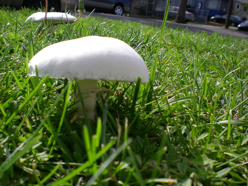 WEAPONS,MUSHROOMS,THRILLER DANCE 067 | by cab1993