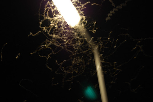 Thousands of insects swirling around a ferry light by Photographs by Jim
