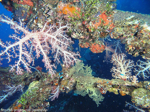 Chuuk Coral