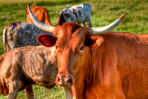 ranch summer canon texas unitedstates cows roadtrip fisher longhorn 2009 hdr lightroom 30d multipleexposures troup 3xp photomatix tonemapped 2ev