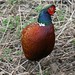 Flickr photo 'Cock Pheasant' by: S. Rae.