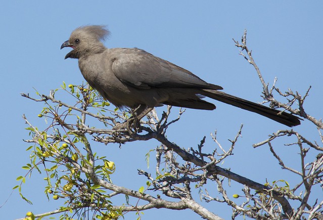 Grey go-away bird (Corythaixoides concolor) calling, Kruger National Park, South Africa