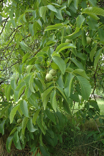 Juglans regia (Common walnut / Okkernoot) 2303