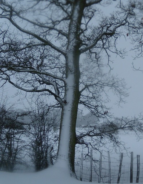 DSCN0001_04 Snow highlights a tree Staplehurst to Headcorn