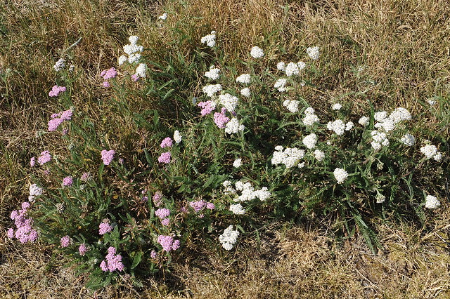 Achillea millefolium VALLHUMALL Yarrow