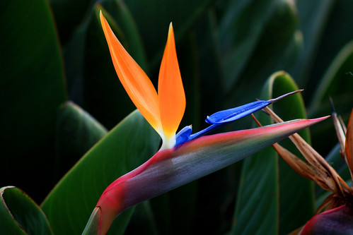 Bird of Paradise | National flower of Madeira is a true beau… | Embuz ...