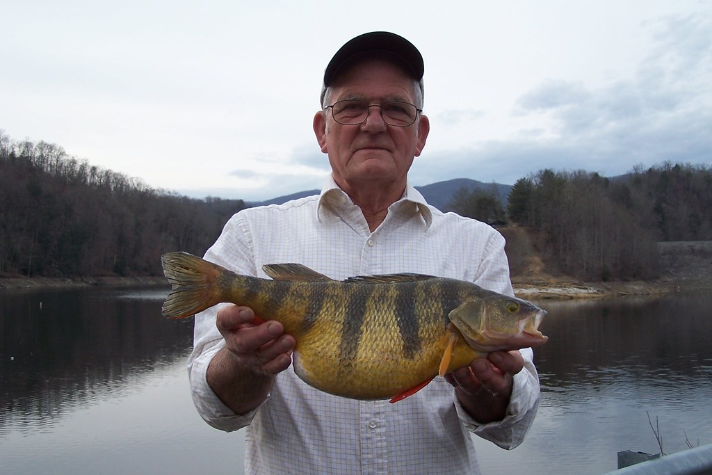 Virginia State Record Yellow Perch, The State Record Fish C…