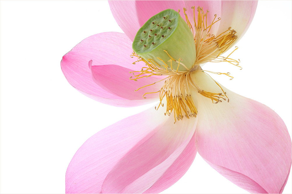 Lotus Flower - IMG_5831