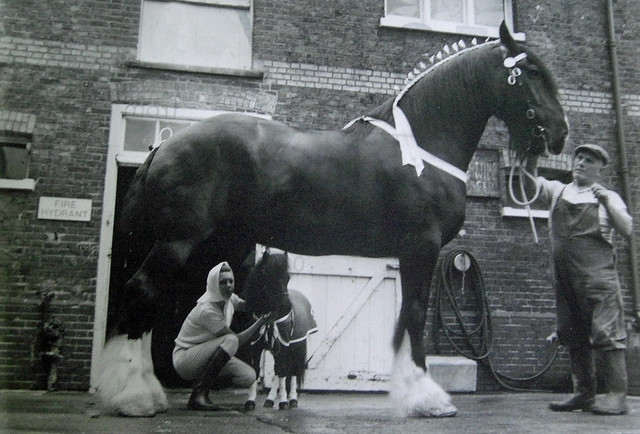 Shire horse and Shetland pony in the yard of the Young's brewery in Wandsworth. About 1970.