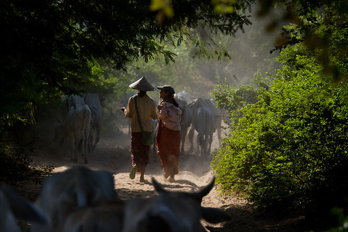 Lady cowherds--Mandalay , Myanmar | by ngchongkin
